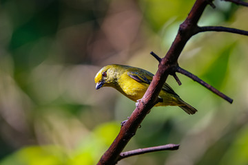 Close up of a Chestnut-bellied euphonia in sunlight perched on a branch against defocused background, Folha Seca, Brazil