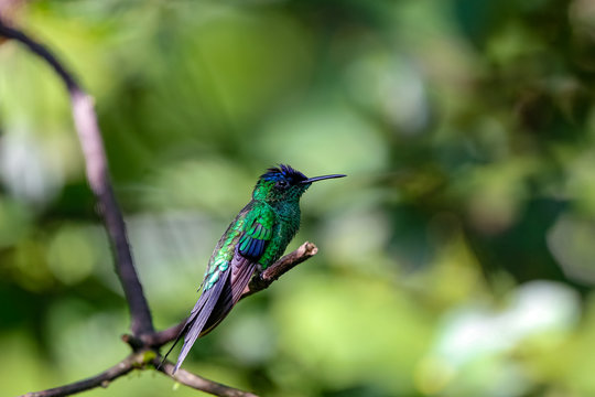 Violet-capped woodnymph perched on a branch against defocused green background, Folha Seca, Brazil