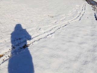 Shadow of a girl standing on freshly fallen snow with skid marks from a cart