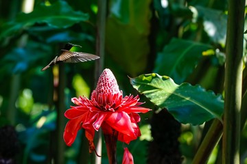 Black Jacobin in flight to a red torch lily in sunlight, wings forwards, Folha Seca, Brazil