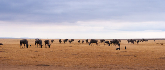 Fototapeta na wymiar Wildebeest in Masai Mara in Kenya