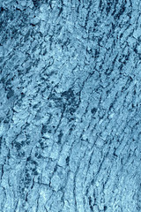 Texture of the bark of an old tree close-up. Natural background blue color toned