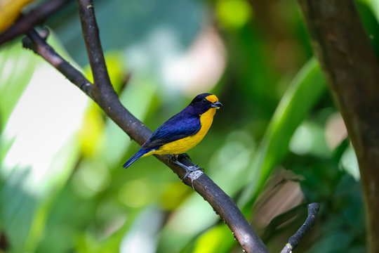 Violaceous euphonia perched on a branch against defocused green background, Folha Seca, Brazil