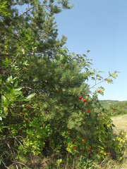  bush of red mountain ash and spruce against the blue sky