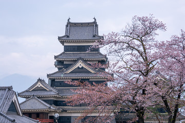Fototapeta premium Matsumoto Castle During Cherry Blossom
