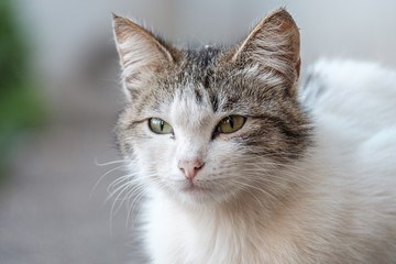 portrait of the muzzle of the cat's white eyes yellow