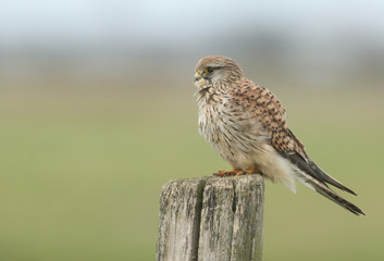 A pretty Kestrel, Falco tinnunculus, perching on a wooden fence post.