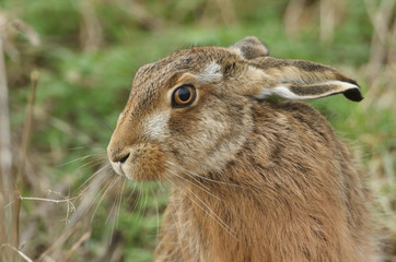 A head shot of a beautiful Brown Hare, Lepus europaeus, in a field in the UK.