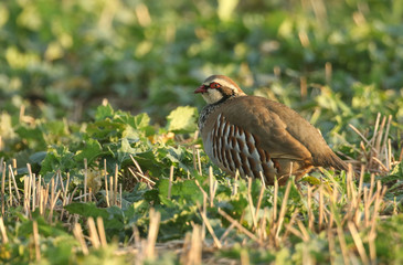 A stunning Red-Legged Partridge, Alectoris rufa, feeding in a farmers field in the UK.