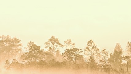 forest in morning fog. misty vapor condensed into thick fog obscure the view creating a silhouette outline of trees groove. Conifer wood in fantastic atmosphere. romantic sunrise in good ecosystem.
