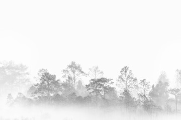 silhouette forest outline. fog covered jungle. Thailand multiple layers tropical wood land.