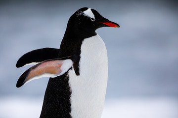 Gentoo penguin in the ice and snow of Antarctica © Gabi