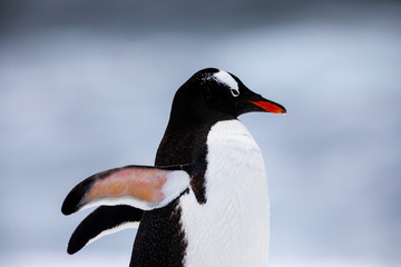 Gentoo penguin in the ice and snow of Antarctica
