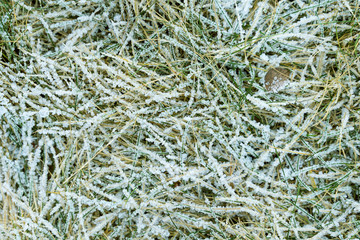 winter background. frost on the grass tinted