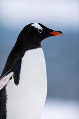 Obraz premium Gentoo penguin in the ice and snow of Antarctica