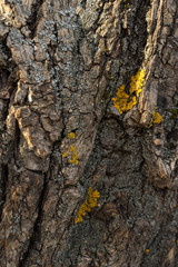 trunk of an old tree. natural wood texture