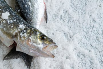 Raw sea bass on salty background. Healthy eating ingredient