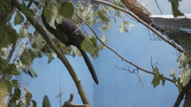 Guinea turaco (Tauraco persa) close up, also known as the green turaco or green lourie perched in a tree.