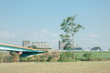 Fototapeta premium 木の情景