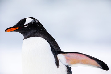 Gentoo penguin in the ice and snow of Antarctica