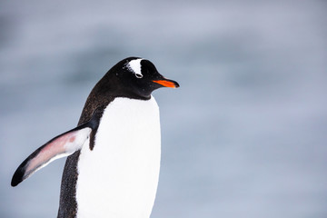 Gentoo penguin in the ice and snow of Antarctica