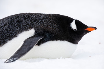 Gentoo penguin lying down in the ice and snow of Antarctica