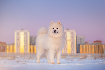 Samoyed dog. Sunset in the field