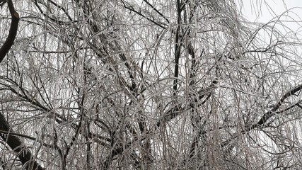 Close up the twigs of a willow tree all coated with ice.