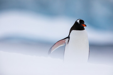 Gentoo penguin in the ice and snow of Antarctica © Gabi