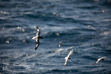 Seabirds flying over the ocean waves in Antarctica in the Drake Passage