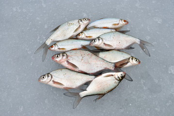 Winter fishing with ice fishing for roach