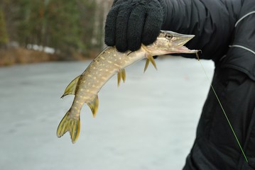 Winter pike fishing from ice.