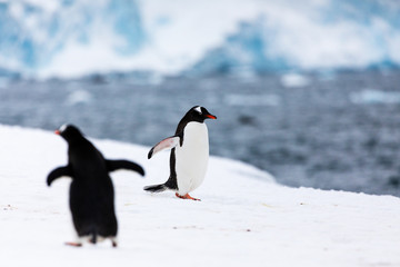 Fototapeta na wymiar Gentoo penguin in the ice and snow of Antarctica