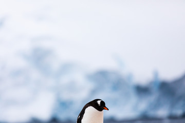 Obraz premium Gentoo penguin in the ice and snow of Antarctica