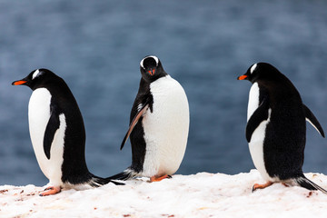 Obraz premium Group of gentoo penguins in the ice and snow of Antarctica