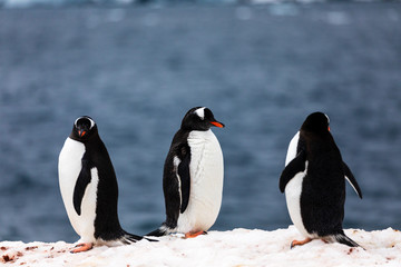 Obraz premium Group of gentoo penguins in the ice and snow of Antarctica
