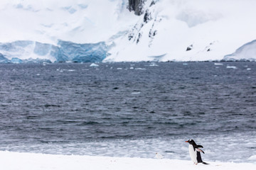 Gentoo penguin in front of a group of penguins on a slope in the snow and ice of Antarctica