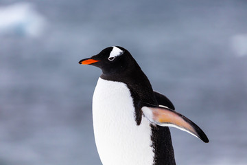 Gentoo penguin in the ice and snow of Antarctica