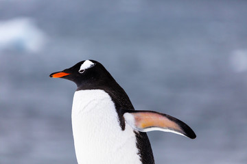 Naklejka premium Gentoo penguin in the ice and snow of Antarctica