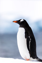 Gentoo penguin in the ice and snow of Antarctica