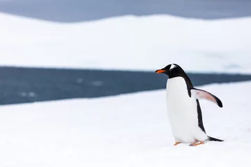 Gardinen Eselspinguin im Eis und Schnee der Antarktis © Gabi