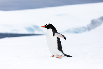 Gentoo penguin in the ice and snow of Antarctica