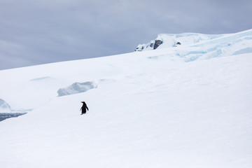 Gentoo penguins in the ice and snow of Antarctica