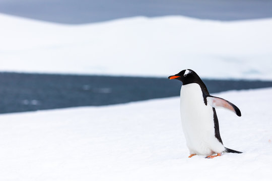 Gentoo penguin in the ice and snow of Antarctica
