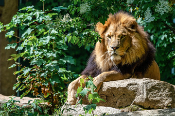 Naklejka na ściany i meble The lion, Panthera leo is one of the four big cats in the genus Panthera