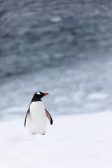 Fototapeten Gentoo penguin in the ice and snow of Antarctica © Gabi