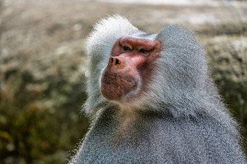 The hamadryas baboon, Papio hamadryas is a species of baboon