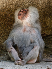 The hamadryas baboon, Papio hamadryas is a species of baboon
