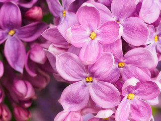 Branches of decorative lilac. Macro photo with soft focus