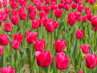 Pink tulips on a background of green leaves with soft focus. Valentines day and women day concept